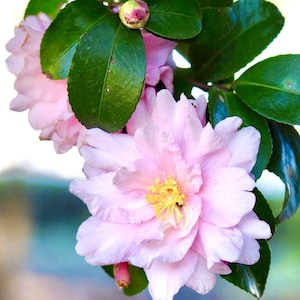 Pode incluir: Close-up de uma flor de cam&eacute;lia rosa claro em plena flora&ccedil;&atilde;o, com um grupo de estames amarelos no centro. A flor &eacute; rodeada por folhas verdes escuras e brilhantes e um pequeno bot&atilde;o. As p&eacute;talas t&ecirc;m uma textura macia e delicada.