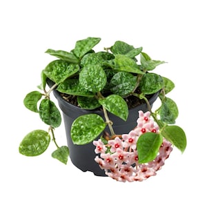 May include: A Hoya plant in a black plastic pot featuring dark green, textured, crinkled leaves and a cluster of star-shaped, pale pink flowers with small red centers hanging over the side of the container against a white background.