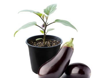 Eggplant Live Plant, 4 Inch Pot, Vegetable Plant for Garden