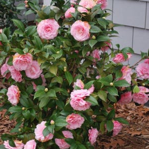 Pode incluir: Um arbusto exuberante exibindo numerosas flores de cam&eacute;lia rosa em plena flora&ccedil;&atilde;o. As flores t&ecirc;m m&uacute;ltiplas camadas de p&eacute;talas e s&atilde;o cercadas por folhas verdes escuras. O arbusto est&aacute; situado em um fundo de uma parede cinza e cobertura morta marrom.