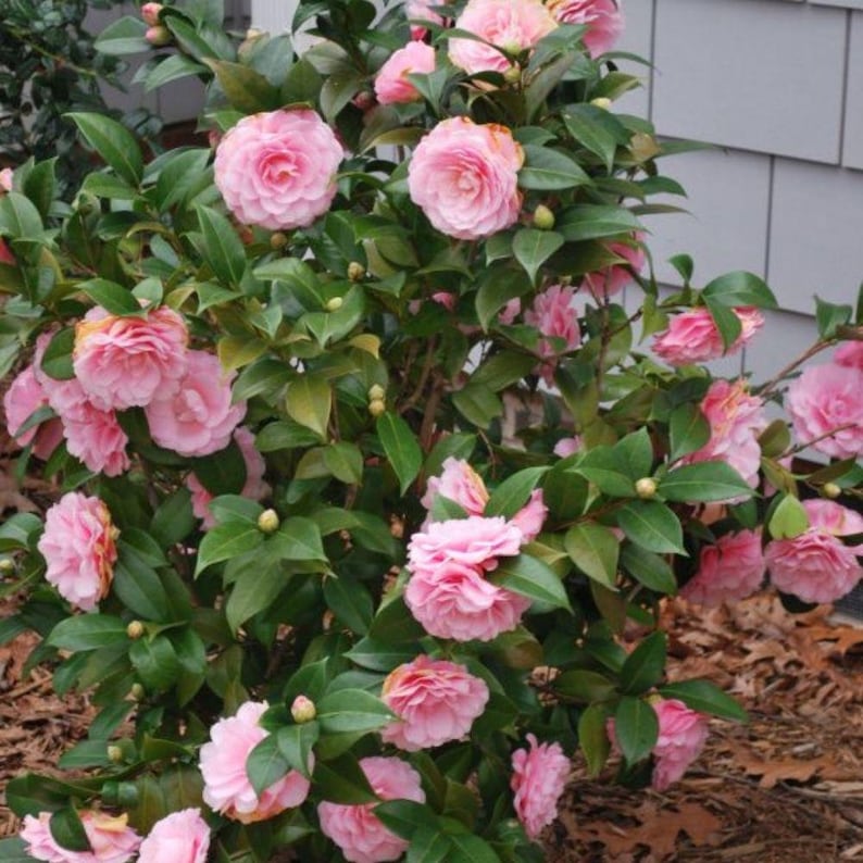 Pode incluir: Um arbusto exuberante exibindo numerosas flores de cam&eacute;lia rosa em plena flora&ccedil;&atilde;o. As flores t&ecirc;m m&uacute;ltiplas camadas de p&eacute;talas e s&atilde;o cercadas por folhas verdes escuras. O arbusto est&aacute; situado em um fundo de uma parede cinza e cobertura morta marrom.