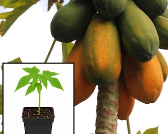 Mexican Papaya Live Plant, Tropical Fruit Tree Starter in 4 Inch Pot, Easy Home Garden Plant, Fruit Tree for Containers and Landscapes