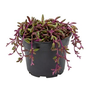 May include: A trailing succulent plant with elongated, plump, olive-green and deep purple leaves, growing in a simple black plastic nursery pot. The plant features numerous thin, dark purple stems that cascade over the sides of the container.