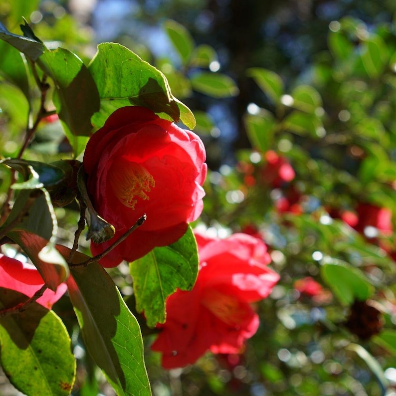 Pode incluir: Close-up de vibrantes flores de cam&eacute;lia vermelha em plena flora&ccedil;&atilde;o, contra um fundo de folhas verdes e luz solar suave. As p&eacute;talas s&atilde;o de um vermelho rico e profundo com estames amarelos, mostrando a beleza da natureza.