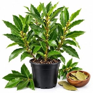 May include: A potted bay laurel plant with glossy, dark green, lance-shaped leaves and small yellow flower buds, housed in a black plastic container. Beside the pot sits a small wooden bowl filled with dried, light brown bay leaves.