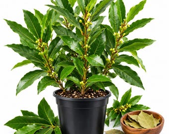 Live Bay Leaf Plant, 4 Inch Sweet Laurus Nobilis Plant, Well Rooted Culinary Herb Plant, Live Cooking Herb, Indoor Outdoor Shrub