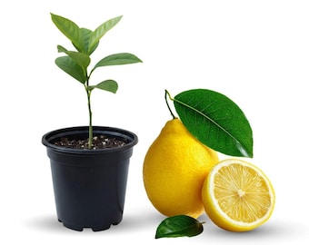 Meyer Lemon Live Plant, 4in Pot, Small Citrus Tree, Indoor or Patio Plant Gift