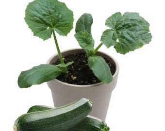 Green Zucchini Live Plant, 4in Pot, Beginner-Friendly Vegetable, Easy Grow Gift