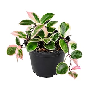 May include: A Hoya carnosa Krimson Queen plant in a black plastic pot. The plant features variegated leaves with dark green centers, creamy white margins, and vibrant pink highlights on the new growth, with stems trailing over the pot edge.