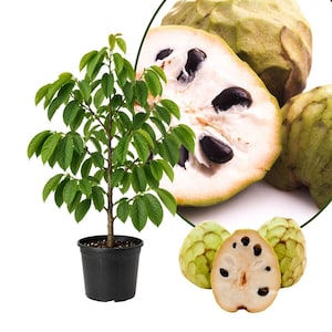 May include: A young cherimoya tree with green leaves in a black plastic pot, accompanied by several whole and halved cherimoya fruits showing creamy white flesh and large, dark brown, oval-shaped seeds against a plain white background.