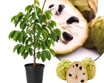 Cherimoya Live Fruit Tree | 2 to 2.5 Feet Tall Custard Apple | 1 Gallon Pot | Rare Tropical Plant