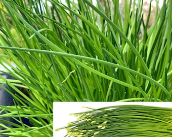 Set 10 Garlic Chive Bare Root, Culinary Herb Plant, Kitchen Garden Herb