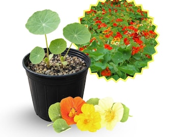 Nasturtium Live Plant, 4in Pot, Easy-care Flower, Indoor or Outdoor Plant Gift for Plant Lovers