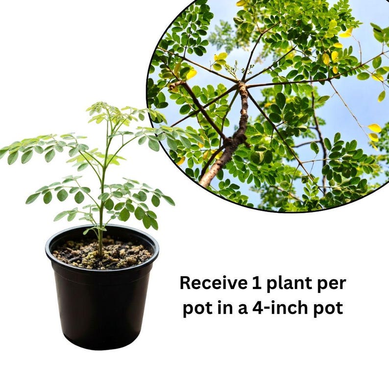 Container Moringa Tree Moringa Plant Live in 4 Inch Pot, Edible Herb Tree for Balcony Garden ...