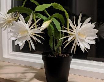 Queen of the Night Plant 4 Inch, 2 Plants, Epiphyllum Cactus, Night Blooming Flower, Rare Plant Gift