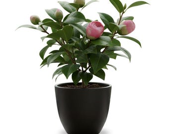 Camellia Live Plant, 4-8 Inch, Flowering Shrub for Garden
