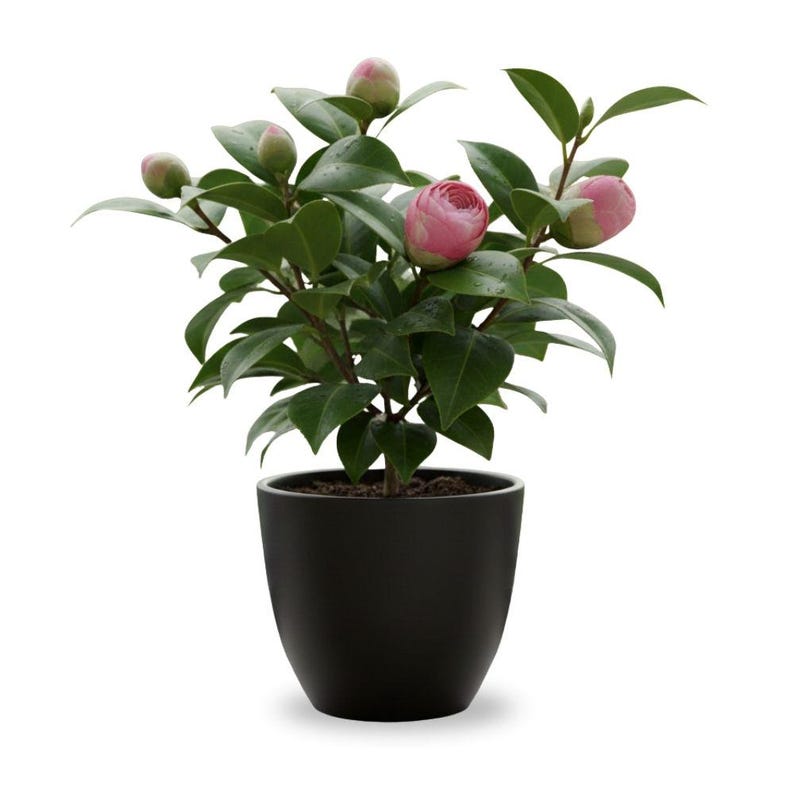 Pode incluir: Uma planta de cam&eacute;lia em vaso preto, com folhas verdes brilhantes e v&aacute;rios bot&otilde;es e flores rosa. O vaso &eacute; arredondado. O fundo &eacute; branco.