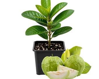 Rare Guava Live Tree | Giant Fruit Variety | Sweet Crisp Guava Potted Shrub