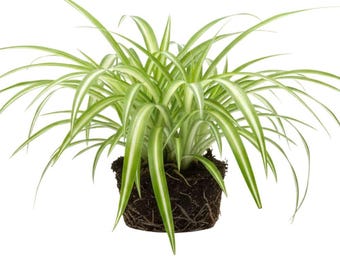 Variegated Spider Plant Live Plant, No Pot Included, Easy Indoor Houseplant (4 Inch Tall)