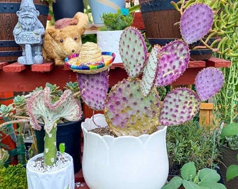 Purple Prickly Pear Cactus, 6-8 Inch Live Plant, Rare Succulent