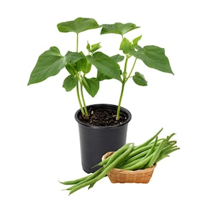 May include: A green bean plant growing in a black plastic pot with dark soil, accompanied by a small woven wicker basket filled with a cluster of fresh, slender green beans harvested from the plant, all set against a plain white background.
