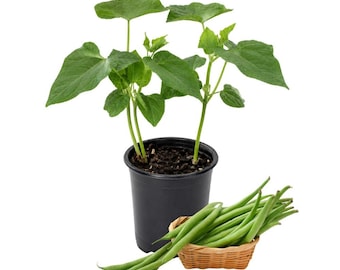 Green Bean Live Plant, 2 Plants per Pot in 4 Inch Pot, Easy Vegetable Garden Starter, Home Garden Favorite