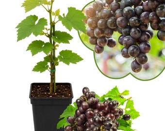 Midgely Seedless Grape Live Plant, 4in Pot, Small Indoor or Patio Plant, Easy Care Gift