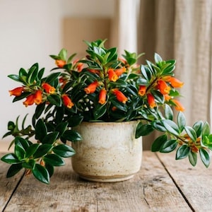 May include: A Goldfish plant with vibrant orange flowers and glossy green leaves, potted in a speckled ceramic container. The plant is displayed on a rustic wooden surface, creating a natural and inviting aesthetic.
