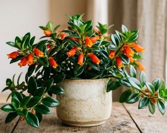 Goldfish Plant, Cascading Houseplant with Orange Blooms, 4 Inch Pot