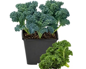 Blue Curled Kale Live Plants | 4 Inch Pot 3 Per Pot | Edible Leafy Vegetable Garden Starters