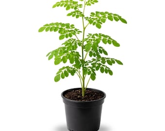 Moringa Plant Live in 4 Inch Pot, Edible Herb Tree for Balcony Garden or Patio, Easy Care Green Plant for Home Growing