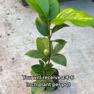 Pode incluir: Uma pequena planta em vaso com folhas verdes vibrantes e um bot&atilde;o floral. A imagem inclui o texto "You will receive a 4-6 Inch plant per pot."