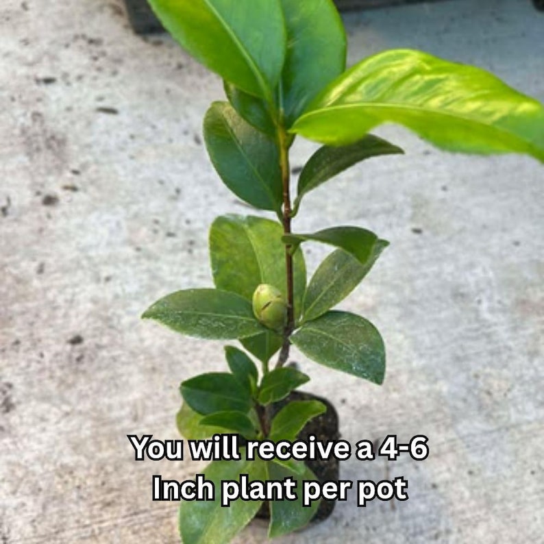 Pode incluir: Uma pequena planta em vaso com folhas verdes vibrantes e um bot&atilde;o floral. A imagem inclui o texto "You will receive a 4-6 Inch plant per pot."