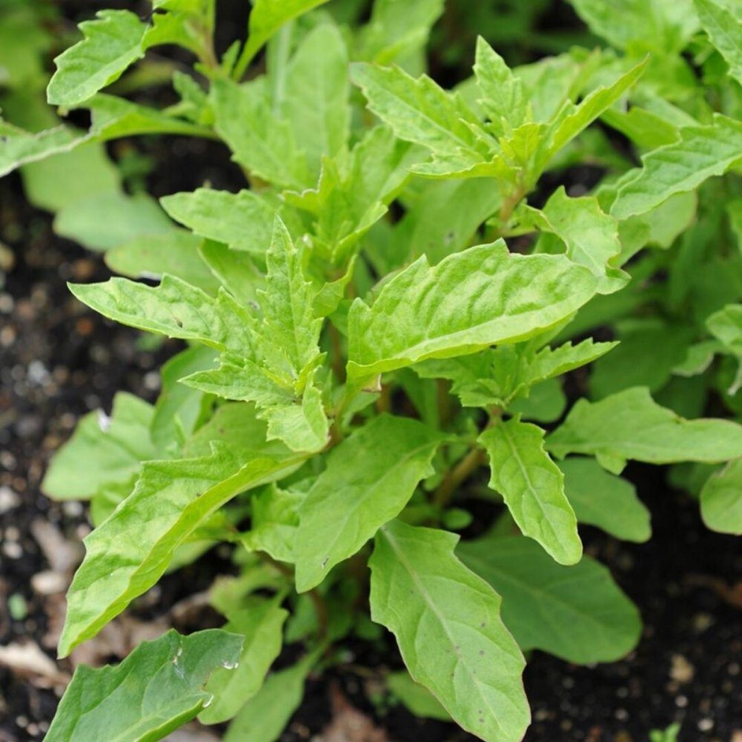 Epazote Live Plant, 4 Inch Pot, Culinary Herb for Garden - Etsy