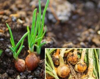 Set of 15 Green Onion Bare Roots, Easy-care Vegetable for Small-Space Garden, Beginner-Friendly Garden