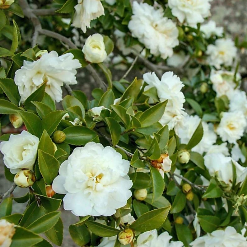 Pode incluir: Um close-up de um arbusto de cam&eacute;lias com numerosas flores brancas em plena flora&ccedil;&atilde;o. As flores t&ecirc;m m&uacute;ltiplas camadas de p&eacute;talas e um centro amarelo. As folhas s&atilde;o verde-escuras e existem v&aacute;rios bot&otilde;es por abrir.