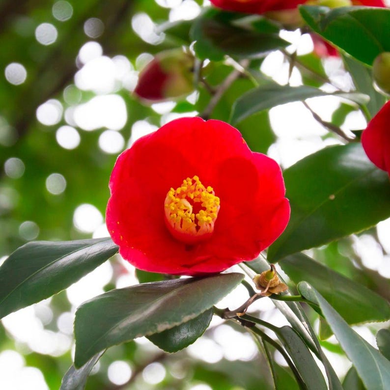 Pode incluir: Uma flor de cam&eacute;lia vermelha vibrante em plena flora&ccedil;&atilde;o, com um centro amarelo brilhante. A flor &eacute; rodeada por folhas verdes brilhantes e bot&otilde;es, contra um fundo desfocado de bokeh verde e branco.