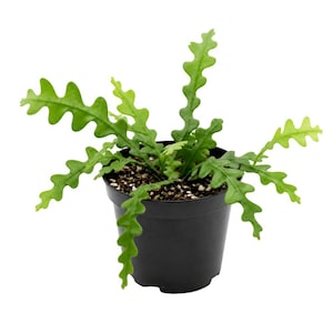 May include: A live Ric Rac cactus plant with vibrant green, wavy, serrated leaves growing in a simple black plastic nursery pot filled with dark potting soil. The plant features multiple stems extending outward in various directions.