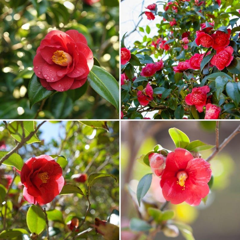 Pode incluir: Uma colagem de imagens mostrando vibrantes flores de cam&eacute;lia vermelha em v&aacute;rios est&aacute;gios de flora&ccedil;&atilde;o. As flores t&ecirc;m m&uacute;ltiplas p&eacute;talas e um centro amarelo, em um fundo de folhas e galhos verdes. Algumas flores t&ecirc;m got&iacute;culas de &aacute;gua.