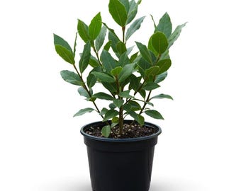Live Bay Leaf Plant 4-8 Inch, Fragrant Culinary Herb for Kitchen Garden, Indoor Pot