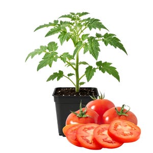 Tomato Big Fruit Live Plant | 4 Inch Pot Live Plant | 8 to 10 Inch Tall Vegetable | Tomato Garden Pot
