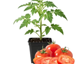 Tomato Big Fruit Live Plant | 4 Inch Pot Live Plant | 8 to 10 Inch Tall Vegetable | Tomato Garden Pot