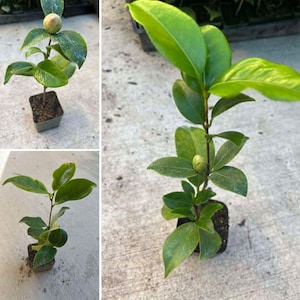Pode incluir: Tr&ecirc;s imagens de uma planta de Cam&eacute;lia em um pequeno vaso quadrado. A planta tem folhas verdes vibrantes e um &uacute;nico bot&atilde;o. A planta est&aacute; em um fundo neutro.