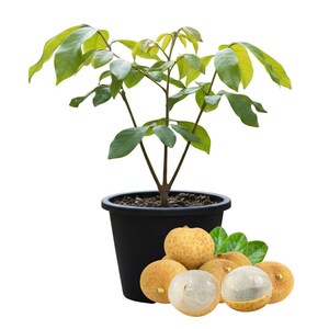 May include: A potted longan tree with green leaves and a black pot. Several longan fruits are displayed, some whole and some cut open, revealing the white flesh. The fruits are light brown with a smooth skin. Green leaves are also present.