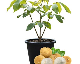 Longan Live Plant 8–10 Inches, 4 Inch Pot Fruit Tree, Tropical Garden Plant, Backyard Orchard Favorite