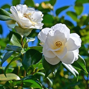 Pode incluir: Close-up de duas flores de cam&eacute;lia brancas em plena flora&ccedil;&atilde;o, contra um fundo de folhas verdes e c&eacute;u azul brilhante. As flores t&ecirc;m p&eacute;talas sobrepostas e centros amarelos.