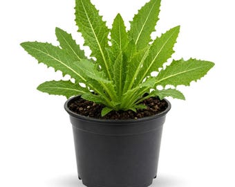 Wild Lettuce Live Plant 4 Inch Pot, Easy Outdoor Herb Plant, Beginner Friendly Garden Plant