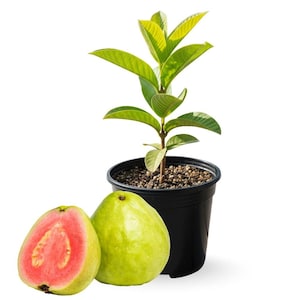 May include: A guava plant in a black pot with green leaves and two guavas. One guava is whole, the other is cut in half, revealing pink flesh and seeds. The whole guava is green, and the cut guava has a pink interior.