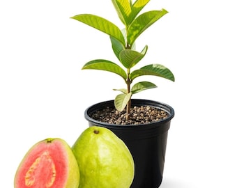 Live Guava Plant, Tropical Fruit Tree, Sweet Edible Fruit, Patio or Indoor Growing