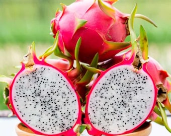 3-6 Dragon Fruit Cuttings, Live Cactus Cuttings, Easy to Grow Tropical Fruit Plant